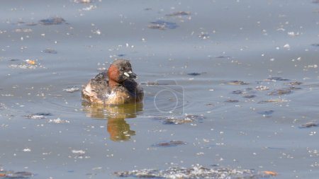 little grebe swimming on the lake
