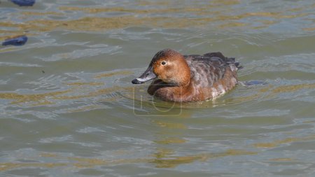 female pochard swims on the lake