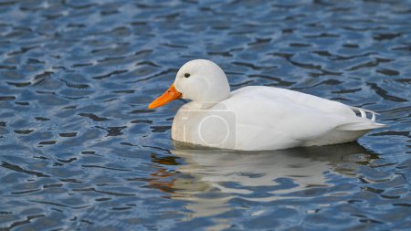 white mallard swims on the lake in summer