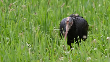 Ibis chauve du Nord mange un ver de terre dans la prairie