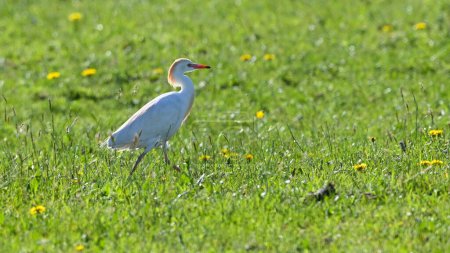 Cattle Egret in the meadow in April