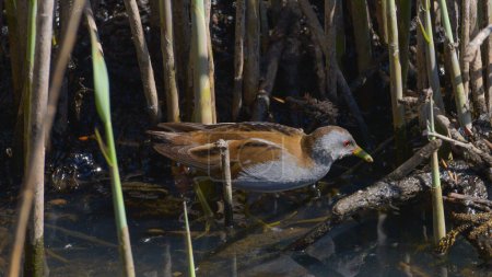 crake in the marsh comes out of the reeds