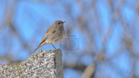 Black redstart on the stone in may