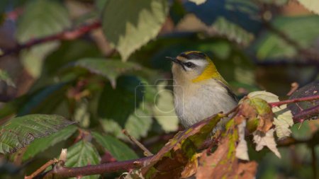 firecrest sitting on the branch watching