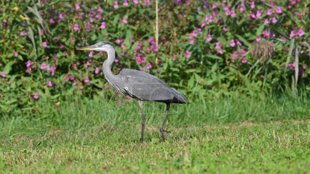 gray heron on the lawn in summer