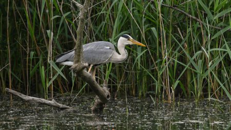 gray heron sitting on the branch in the swamp
