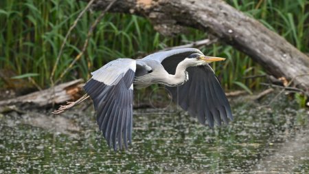 gray heron in flight over the pond