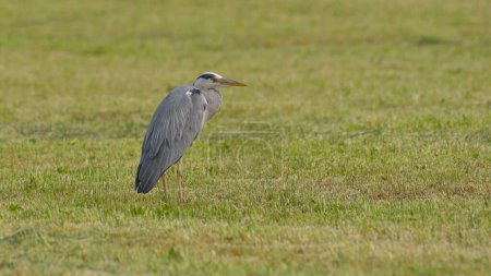 gray heron sitting on the lawn in summer