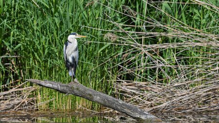 gray heron sitting on the branch in the swamp