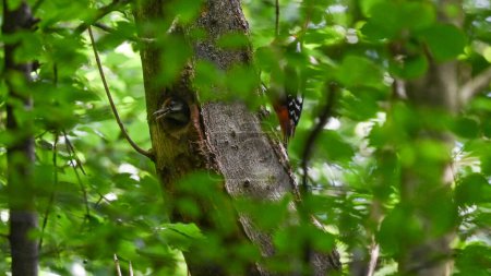 great spotted woodpecker brings food to the young in the nest in May