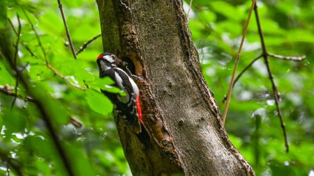 great spotted woodpecker brings food to the young in the nest in May
