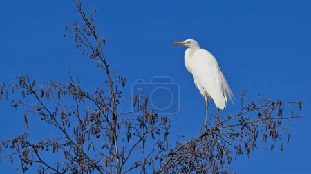 Great White Heron sitting on the branch
