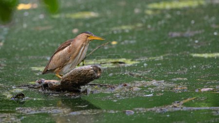 little bittern on the branch in the swamp