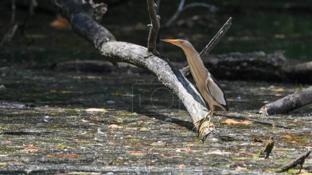 little bittern on the branch in the swamp