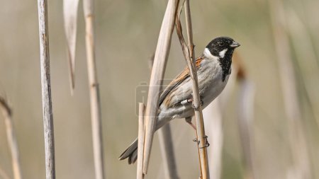 Photo for Marsh bunting resting on reeds in the marsh - Royalty Free Image