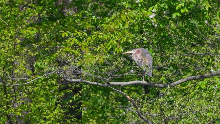 purple heron among the branches in the forest