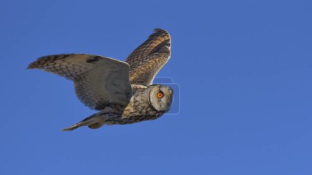 long-eared owl flying in the blue sky