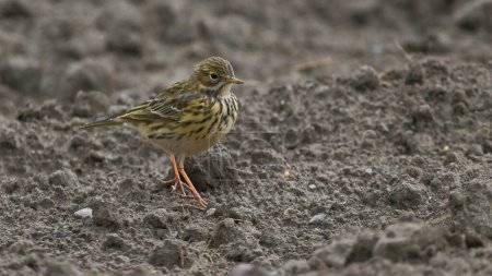 pipit sitting on the ground in the field