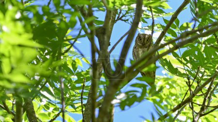 Scops owl sitting on the branch in May in the woods
