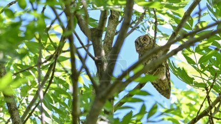 Scops owl sitting on the branch in May in the woods