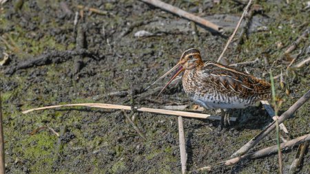 snipe searches for food in the river sand, in migration