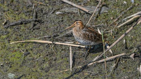 snipe searches for food in the river sand, in migration