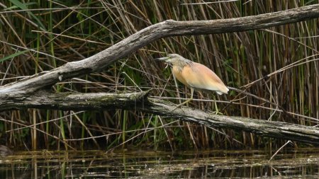 Squacco Heron in the marsh looking for fish