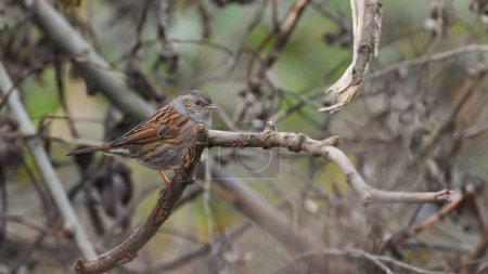house sparrow sitting on the branch of the bush