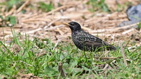 starling sitting on the lawn