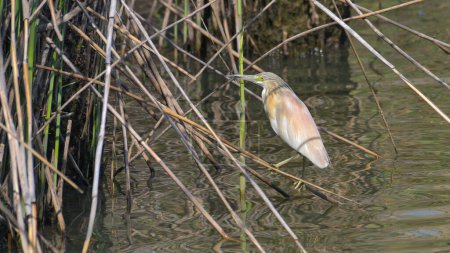 Squacco Heron in the marsh looking for fish