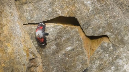 wallcreeper in flight over rocks
