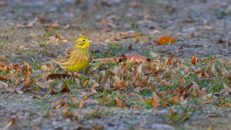 yellowhammer on the ground looking for food