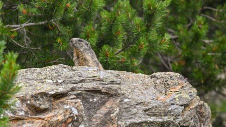 marmota sale sobre la piedra en lo alto de las montañas entre los pinos