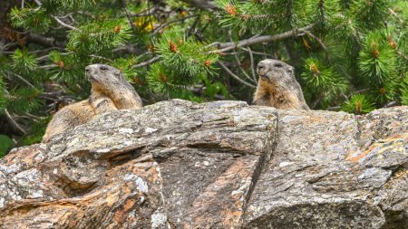 marmota sale sobre la piedra en lo alto de las montañas entre los pinos