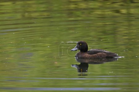 female tufted duck swimming on the river