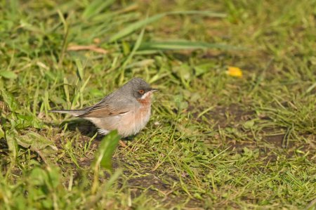 subalpine warbler sitting on the lawn among the flowers