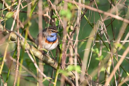 bluethroat hidden among the branches of the bush