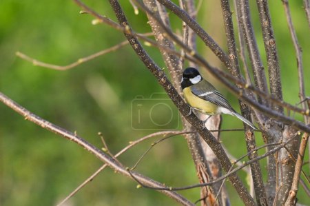 great tit on tree branch in spring