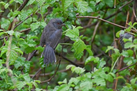 subalpine warbler sitting on the branch of the bush on a rainy day