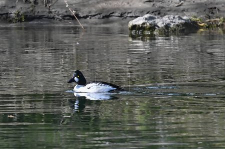 Common goldeneye duck swims on the river during spring migration