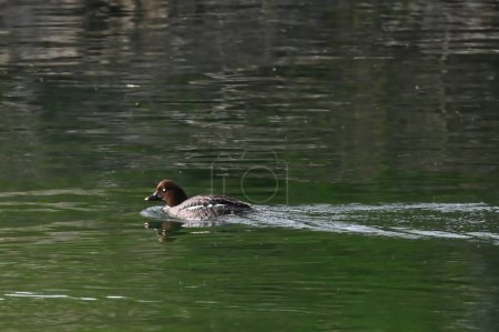 Le canard doré nage sur la rivière pendant la migration printanière