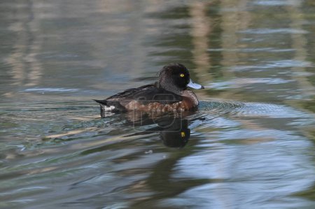 tufted duck swims on the river 