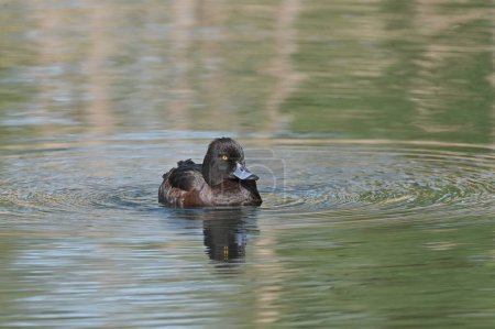 tufted duck standing on the river observing