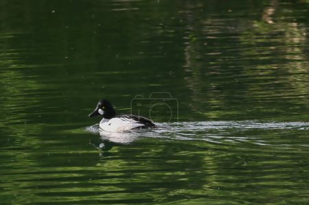 Common goldeneye duck swims on the river during spring migration
