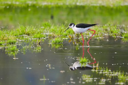 Téléchargez les photos : Les oiseaux de rivage à échasses à ailes noires recherchent de la nourriture dans les flaques d'eau - en image libre de droit