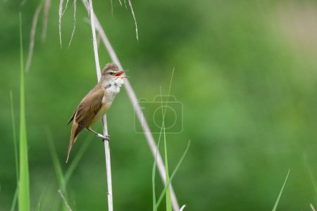 reed warbler sings on a reed in the reeds in May