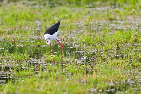 Black-winged stilt shorebird searches for food in puddles