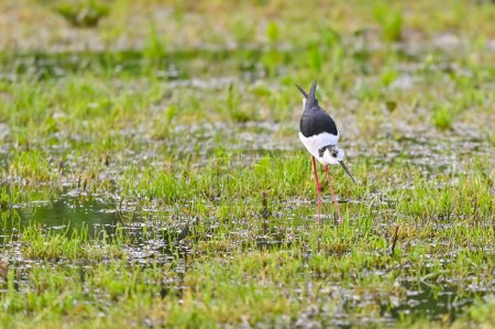 Les oiseaux de rivage à échasses à ailes noires recherchent de la nourriture dans les flaques d'eau
