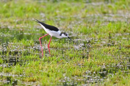 Black-winged stilt shorebird searches for food in puddles