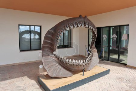 Téléchargez les photos : Naples, Campanie, Italie 25 février 2022 : des mâchoires de mégalodon au musée Darwin Dohrn - en image libre de droit